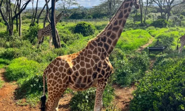 Giraffe Center – Nairobi