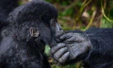Rwanda